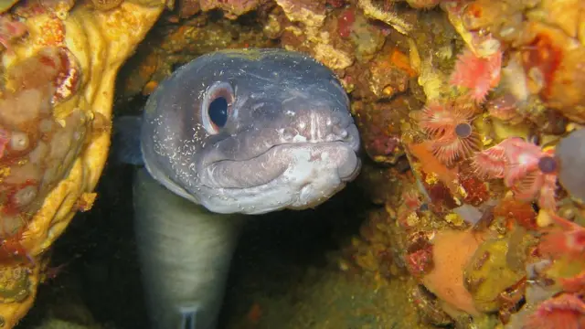 Европейский морской угорь