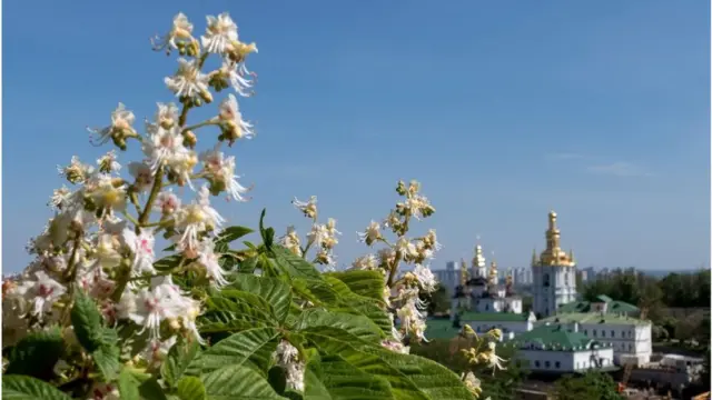 Київські каштани