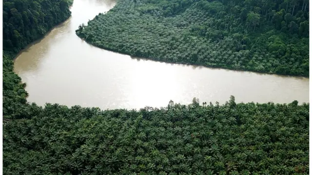 సుమత్రా, పామాయిల్