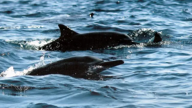 "ලයිලා හා සුරුක්කු" ධීවර ක්‍රම