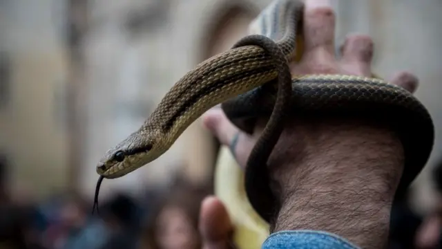 கையில் சுற்றிய பாம்பு