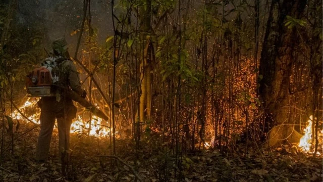 Bombeirobet365 empresacostas olha para floresta queimando