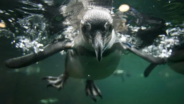 Un pingüino bajo el agua