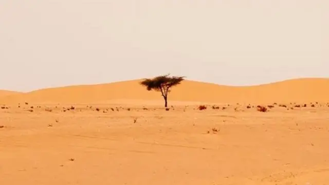 pohon di Sahara