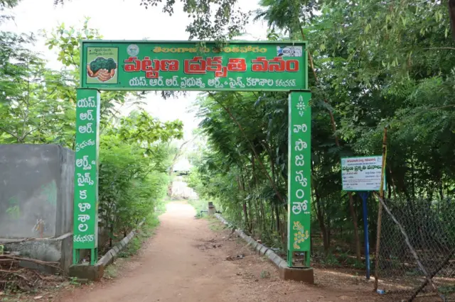 கோனோகார்பஸ் மரம்