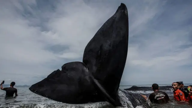 ஸ்பெர்ம் திமிங்கலம்