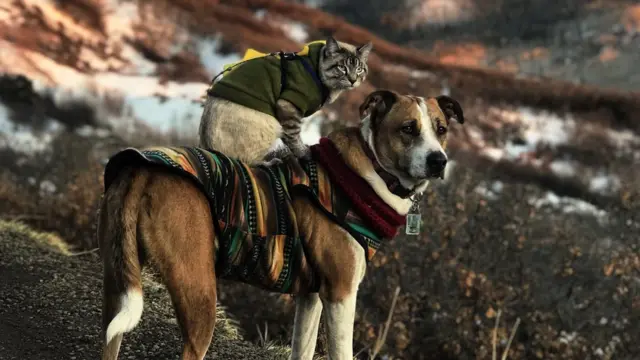 O cachorro Henryflamengo real madriduma montanha gelada, com o gato Baloo nas suas costas - ambos protegidos com roupasflamengo real madridfrio