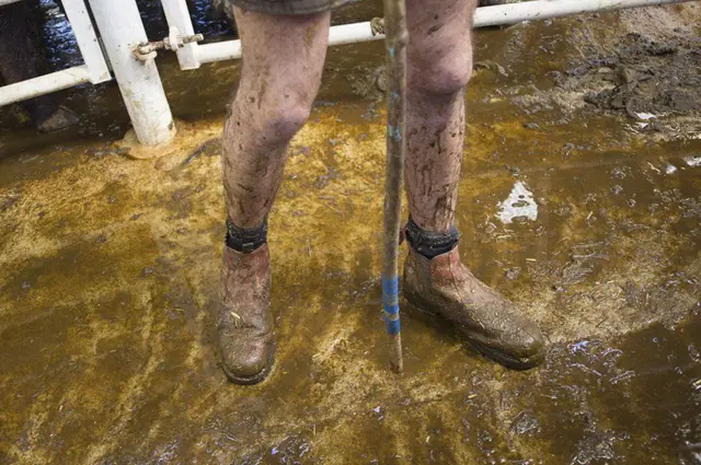 سوق الماشية