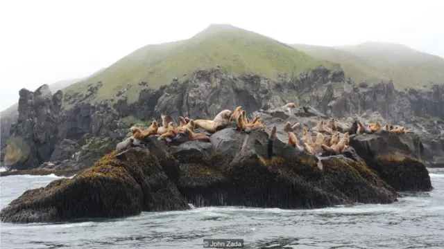 阿留申海岸也是大量海鸟筑巢繁衍之地，海鸟数量之大，比美国其他地区的总和还要多。鸟类爱好者们从世界各地远道而来，观看各种各样的水禽，尤其是极为罕见的须海雀（whiskered auklet）。
