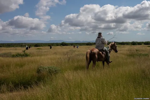 मैक्सिको, ड्रग
