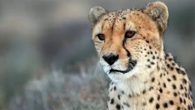 ભારતમાં ચિત્તા