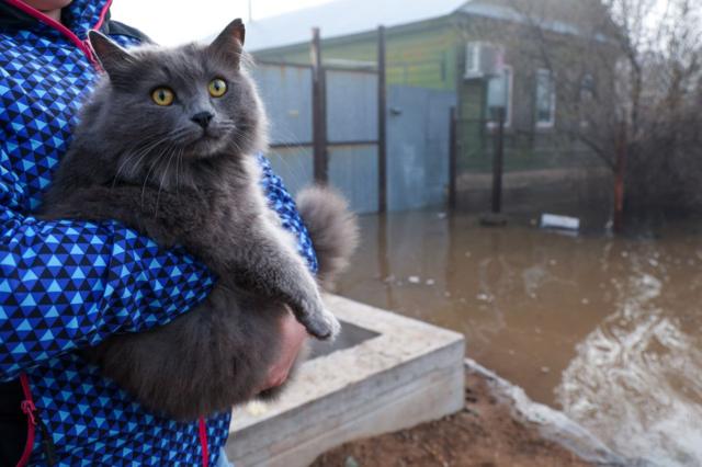 кошка на руках у хозяйки в подтопленном районе Оренбурга