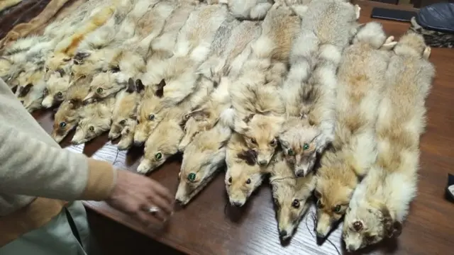 اسلام آباد سے برآمد ہونے والی جانوروں کی کھالیں