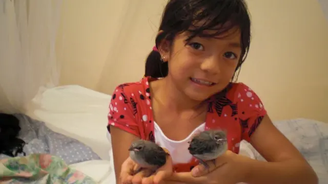 Pájaros