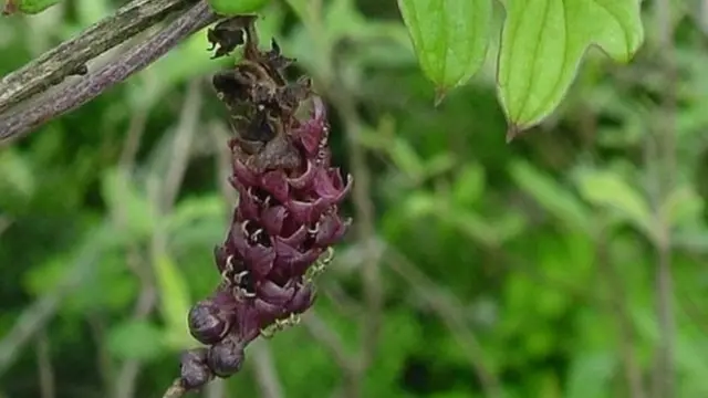 சேனைக்கிழங்கு