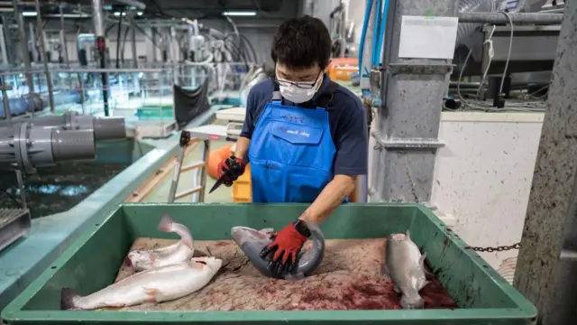 Japan Salmon factory for Kisarazu