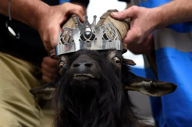 A goat has a crown placed on its head, 10 August 2017.