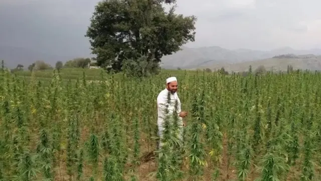 पाकिस्तान, गांजा, ड्रग्ज