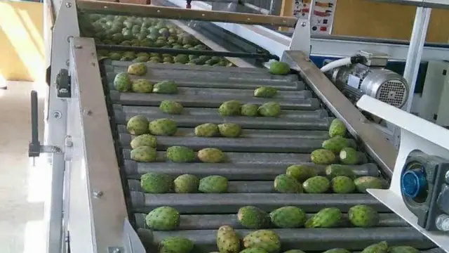 በለስ ኣብ ንዕዳጋ እንትምመ