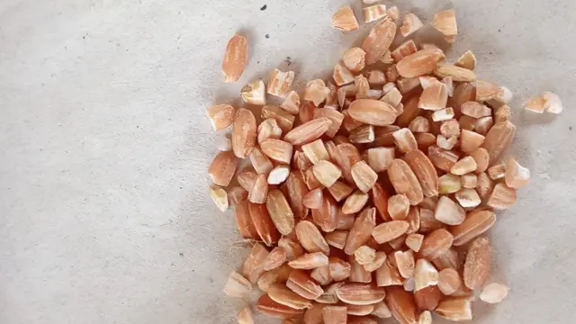 சிவப்பரிசி களர்ப்பாலை