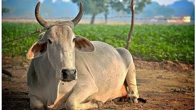 गाय