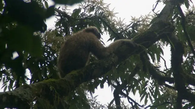 Новый вид гиббонов в Китае