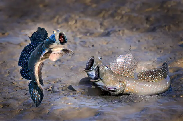 彈塗魚