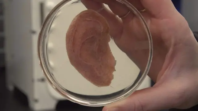 Dr Andrew Pelling has developed a way of growing human cells on an apple