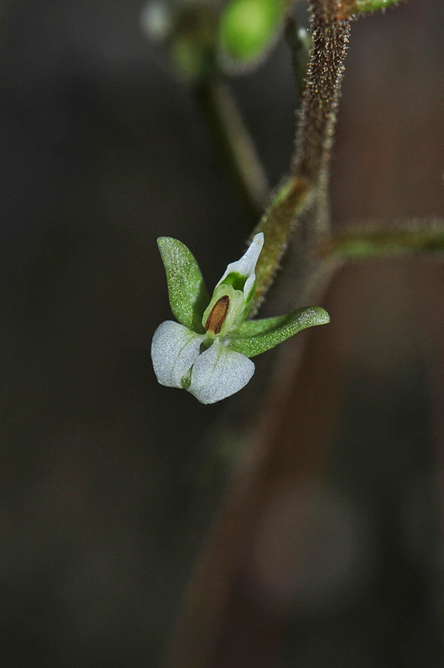 Ponthieva brittoniae