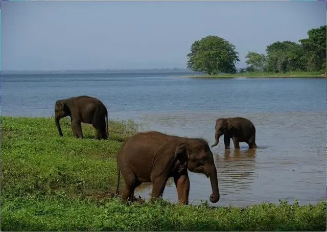 Department of Wildlife Conservation - Sri Lanka