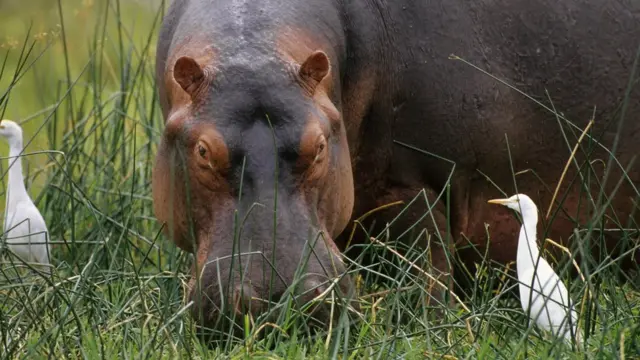 Hipopótamos en la savana