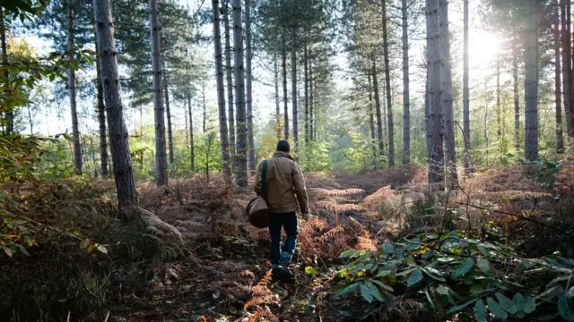 Осенний лес и человек с корзиной