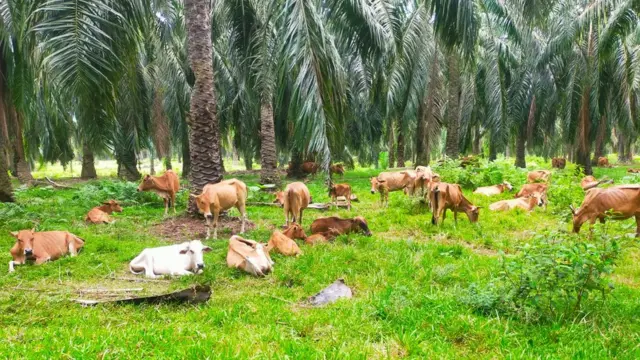 Penyakit mulut dan kuku