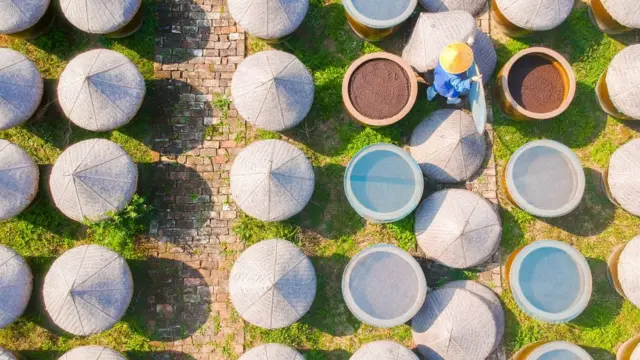 Campo de recolección de granos de soja en China.