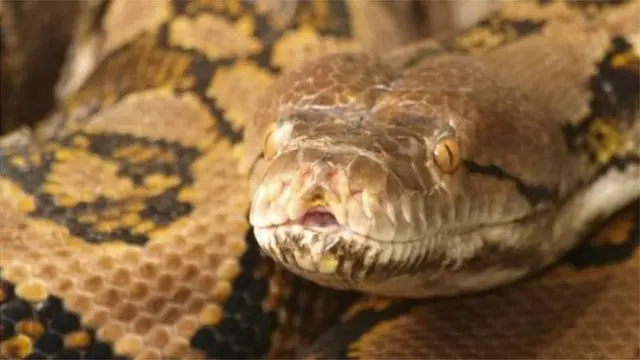 ডোরা কাটা অজগর ৩০ ফুট পর্যন্ত লম্বা হতে পারে