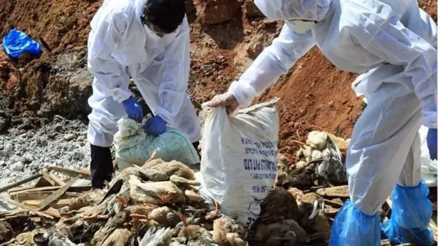 મૃત પશુઓનો નિકાલ કરતા કર્મીઓ