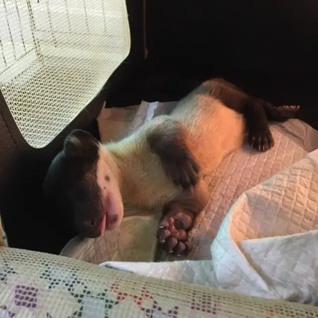 คำอุ่น ลูกหมาไม้