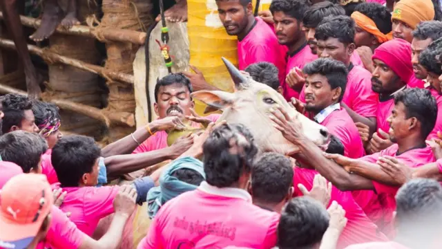 ஜல்லிக்கட்டு