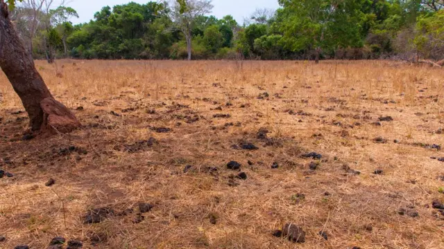 Vegetação do Cerradofunsport betépocafunsport betseca