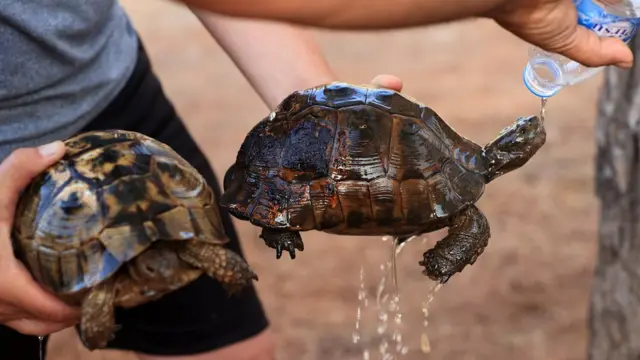 حرائق الغابات في تركيا