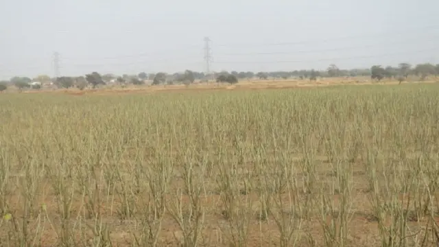 डीजल मिलेगा बाड़ी से