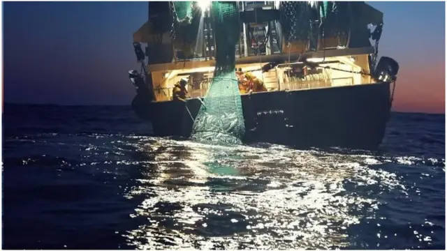 سمندر، نیٹ فلکس، علی تبریزی