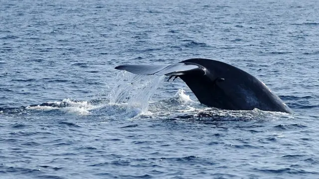 La cola de una ballena azul