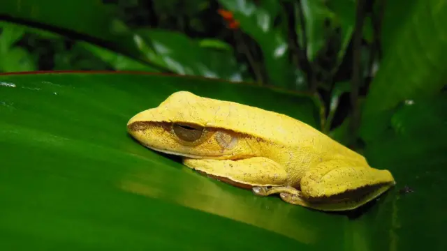 Sapo amarelo brasileiro