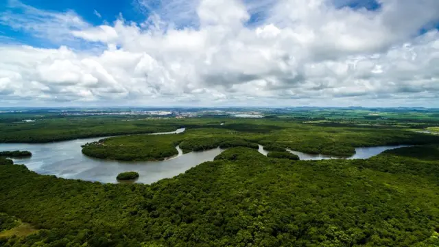 Floresta amazônica