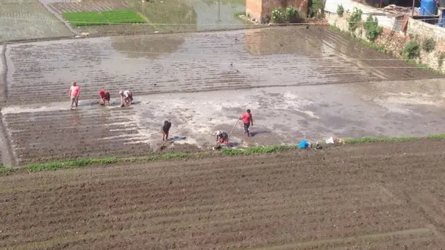 भक्तपुरमा रोपाइँको सुरसार
