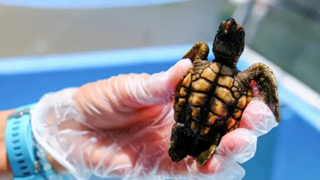 Tortuga bebé