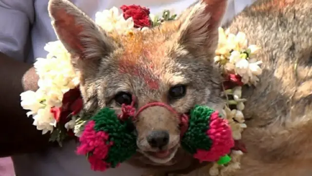 நரி பொங்கல்