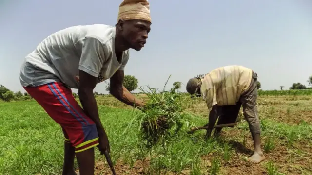Awọn agbẹ onirẹsi kan n ṣiṣẹ loko wọn