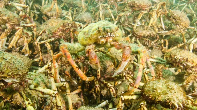 Caranguejos gigantes no mar da Austrália